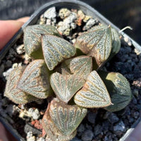A hand is holding a potted succulent plant with small, spiky leaves in a dark, rocky soil bed.