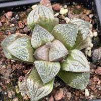 A close-up image of a succulent plant with green, speckled leaves arranged in a circular pattern, placed in a black pot filled with small rocks.