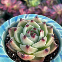 A close-up image of a succulent plant in a blue ceramic pot, with a blurred background of colorful flowers.