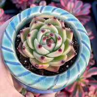 A hand is holding a potted succulent plant with a vibrant green and pink color pattern, surrounded by other potted plants with pink and purple flowers.