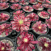 a collection of potted succulent plants with vibrant red and pink flowers, arranged in rows on a shelf.