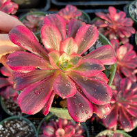 A close-up view of a vibrant red and green succulent plant with water droplets on its leaves, held in a pot.