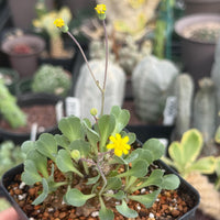 A potted plant with a yellow flower in the foreground, surrounded by other potted plants in the background.