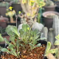 A potted plant with green leaves and yellow flowers is the main focus of the image, surrounded by various other potted plants in the background.