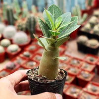 A hand is holding a small potted plant with green leaves, surrounded by various potted plants in the background.