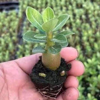 A hand holding a small, green plant with a brown stem and leaves, surrounded by a blurred background of plants.