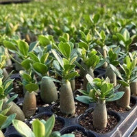 a close-up view of a collection of small, green plants growing in black trays or pots. The plants appear to be young and healthy, with large leaves covering their stems. The trays are arranged in rows, creating a visually appealing and organized display.