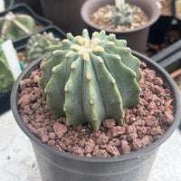 A close-up image of a cactus plant in a black pot, with a rocky soil bed and a blurred background of other cacti.