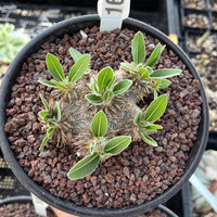 A potted succulent plant with green leaves, growing in a terracotta-colored soil mixture.