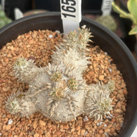 A cactus plant with spines and a small flower is displayed in a black pot filled with small rocks.