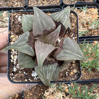 A hand is holding a small potted succulent plant with green leaves and brown stems.