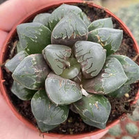 A close-up image of a potted succulent plant with dark green, spiky leaves arranged in a circular pattern.