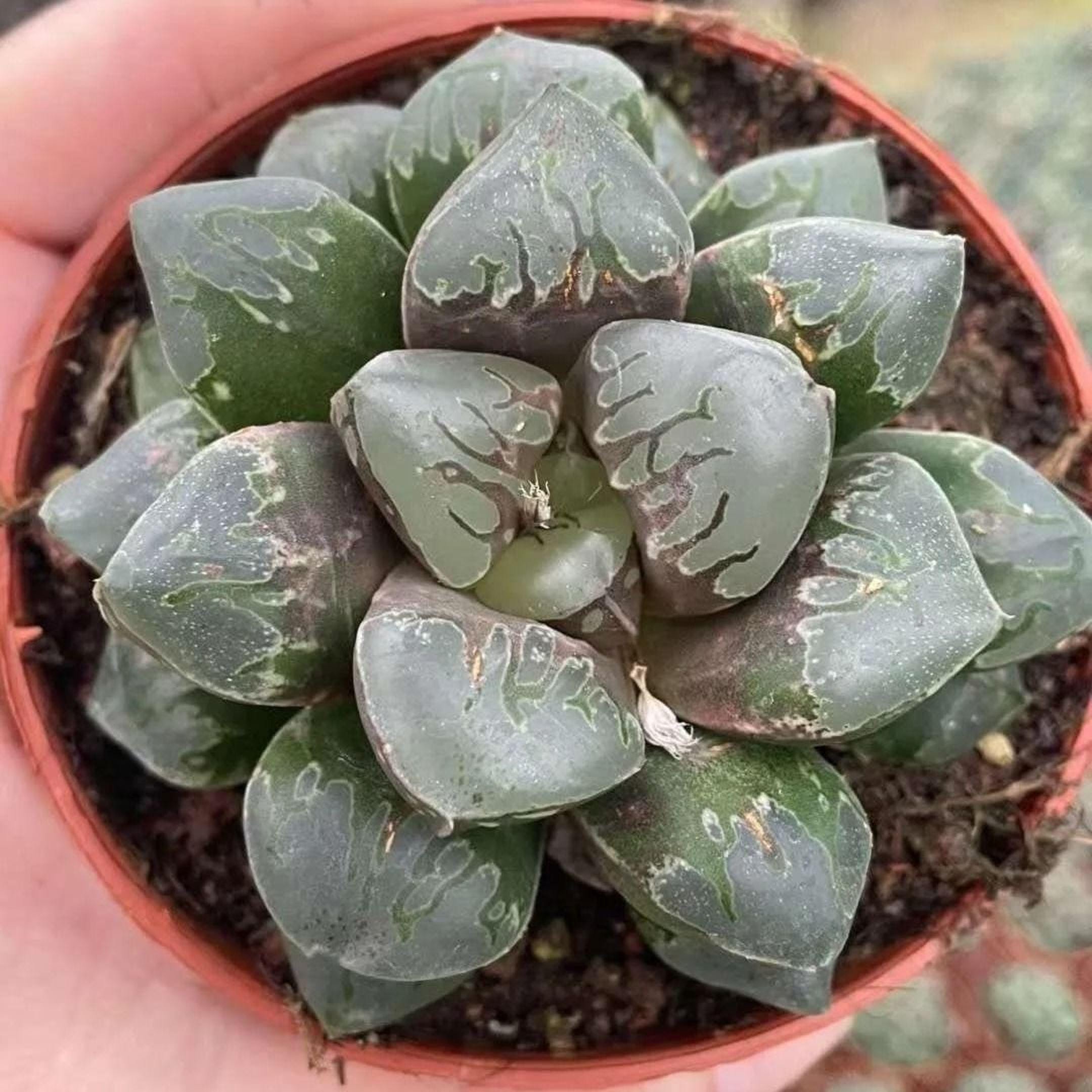 Rare Haworthia Green Flame - Unique and Stunning– 1am Succulents