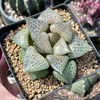 Rare Succulents - Haworthia Comptoniana Hakugei (3.5”)