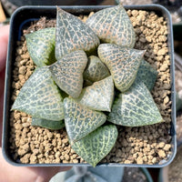 Rare Succulents - Haworthia Comptoniana Hakugei (3.5”)