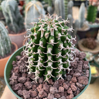 A hand is holding a potted cactus plant with a spiny green appearance, surrounded by other potted cacti in various sizes and colors.