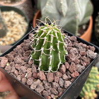 A hand is holding a small cactus plant in a black pot filled with small rocks.