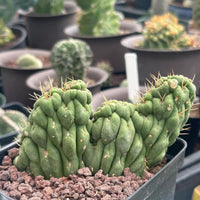 a close-up of a cactus plant with green, twisted spines in a pot filled with soil and rocks.