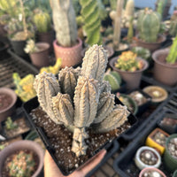 A hand is holding a potted cactus plant in a greenhouse filled with various potted cacti plants.