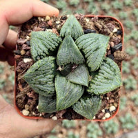 A hand is holding a small potted succulent plant with green, spiky leaves.