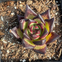 A vibrant succulent plant with a striking pattern of red and yellow hues, situated in a pot filled with soil and rocks.