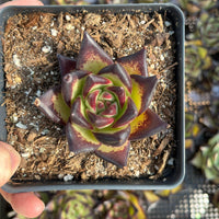 A hand is holding a small potted succulent plant with a vibrant, multi-colored flower.