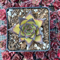 A potted succulent plant with a vibrant green and purple color pattern is the focal point of the image, surrounded by a background of red and pink succulent plants.
