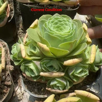 a collection of potted succulent plants with vibrant green leaves and yellow accents, arranged in a visually appealing manner.
