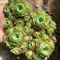 A hand holding a cluster of small, green succulent plants with large, round leaves.