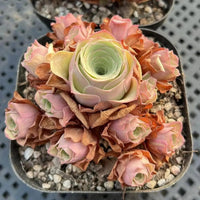 two potted succulent plants with vibrant pink and green leaves arranged in a visually appealing manner.