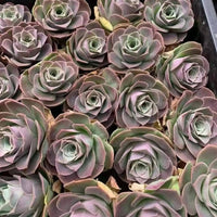 a close-up view of a collection of succulent plants with vibrant green and purple leaves arranged in a visually appealing pattern.