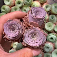 A hand holding three purple roses in front of a background of more purple and green flowers.