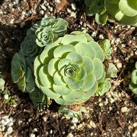 a close-up view of a group of green succulent plants growing in soil, with some leaves visible.