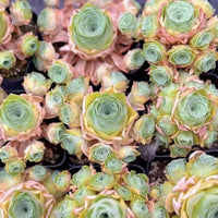 a collection of vibrant, multi-colored succulent plants arranged in a visually appealing manner.