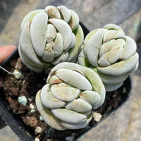 A person's hands holding a black tray with three white succulent plants arranged on it.