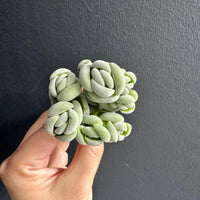 A hand holding a cluster of small, green, twisted leaves against a dark background.