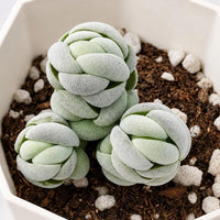 A group of small, green succulent plants growing in a white container filled with soil and rocks.