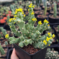 A hand is holding a potted cactus plant with yellow flowers, surrounded by other potted plants in the background.