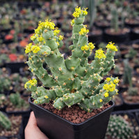 A hand is holding a potted cactus plant with yellow flowers, surrounded by other potted plants in the background.