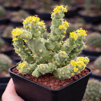 A hand is holding a potted cactus plant with yellow flowers, displaying the plant in a black pot.