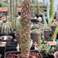 Rare Euphorbia Pachypodioides – Caudex Succulent Plant – Exotic Collector – Live Indoor/Outdoor Succulent