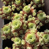 a large bouquet of green and pink roses arranged in a visually appealing manner.