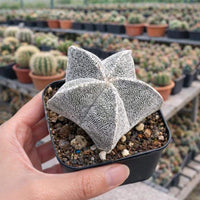 Rare Cactus, Astrophytum Myriostigm 2", Live Cactus Plant