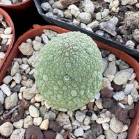 Rare Cactus - Pseudolithos Migiurtinus (0.5")