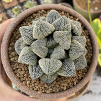 A hand is holding a terracotta pot containing a group of small, spiky succulent plants with a textured, speckled appearance.