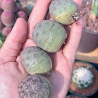 Rare Cactus - Tephrocactus geometricus single balls cutting