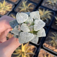 A close-up image of a person's hand holding a small, white succulent plant with a textured, spiky appearance.