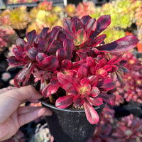 Rare Succulents, Aeonium Medusa Cluster 6”, Live Plant
