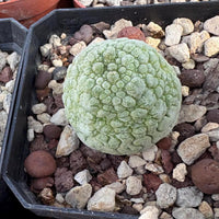 Rare Cactus - Pseudolithos Migiurtinus (0.5")