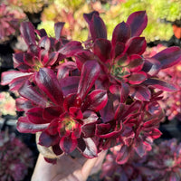 Rare Succulents, Aeonium Medusa Cluster 6”, Live Plant